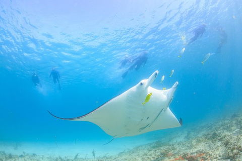 Marine Eco Safari - Swim With Manta Rays - Australian Destinations 0