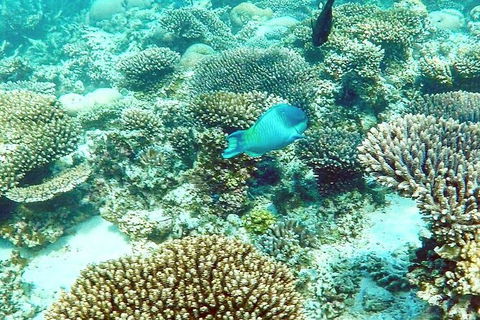 Marine Eco Safari - Swim With Manta Rays - Australian Destinations 3