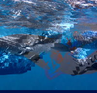Whale Shark Safari