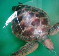 Australian Seabird Rescue - Australian Destinations