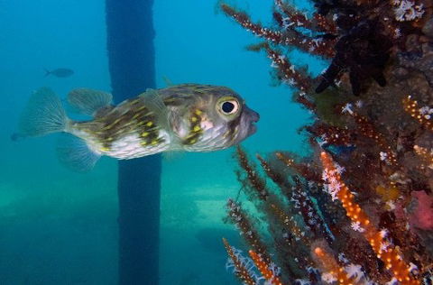 Busselton Jetty & Underwater Observatory Tour - Australian Destinations 6