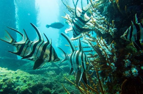 Busselton Jetty & Underwater Observatory Tour - Australian Destinations 8