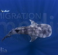 Migration Media