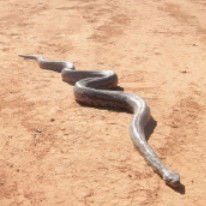 Araucaria Ecotours - Australian Destinations 3