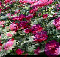 2020 Woolmers Estate Festival of Roses - Australian Destinations