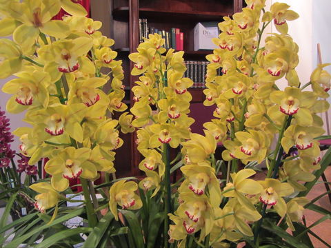 Sapphire Coast Orchid Club Winter Orchid Show - Australian Destinations 0