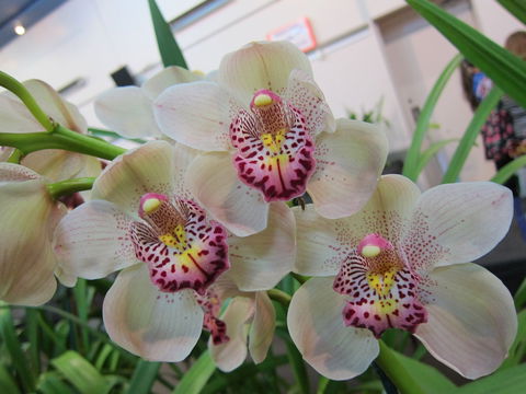 Sapphire Coast Orchid Club Winter Orchid Show - Australian Destinations 1