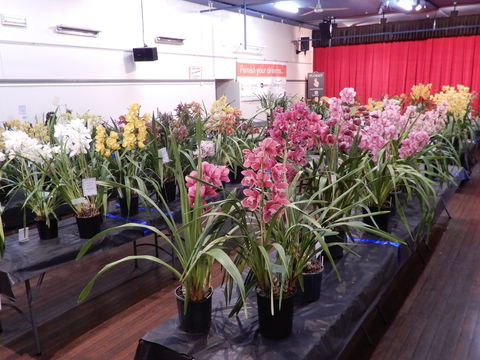 Sapphire Coast Orchid Club Winter Orchid Show - Australian Destinations 2