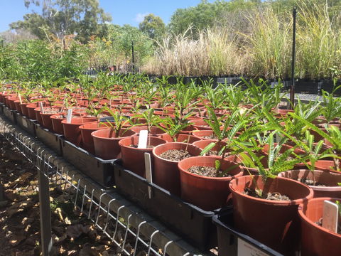 Conservation Volunteers Australia Townsville - Ocean View Nursery - Australian Destinations 2