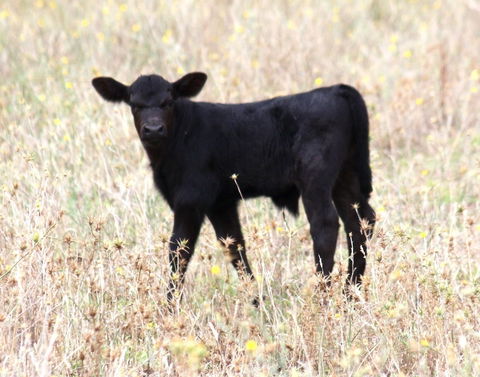 Old Bara Guesthouse - Australian Destinations 4