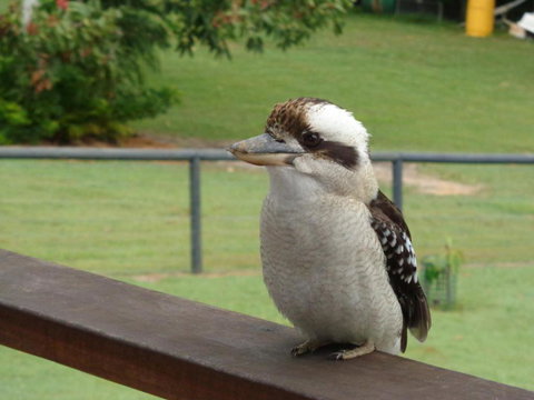 Eumundi Cottages Cottage 1 - Australian Destinations 3