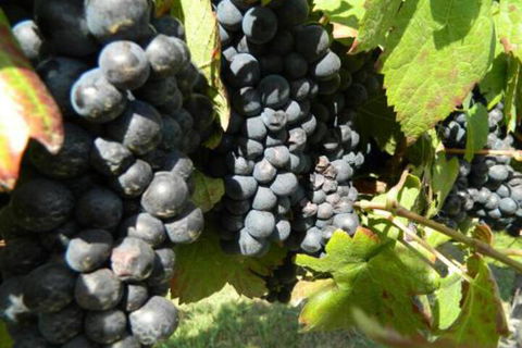 Haig Avenue - Australian Destinations 3