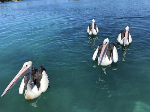 Aquarius 9 Opposite Wallis Lake - Australian Destinations 6