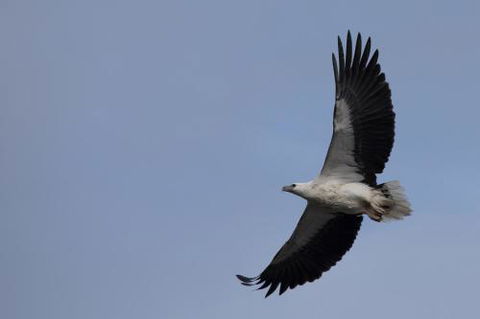 Arthur Riverfront & Sea Lodge Downstream - Australian Destinations 6