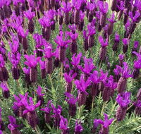 The Green Welly Stop - Australian Destinations