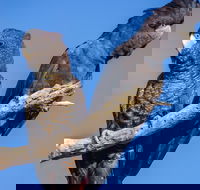 Bussells Bushland Cottages - Australian Destinations