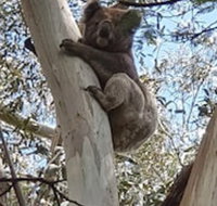 Wilsons Promontory Motel - Australian Destinations