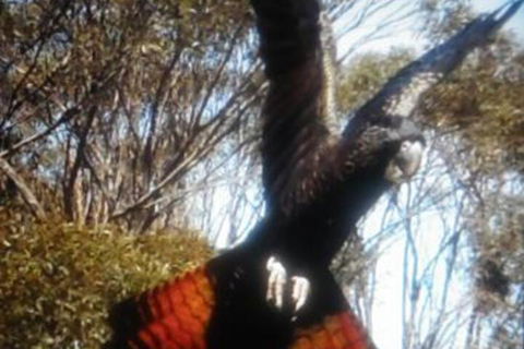 Cooinda Holiday Village - Australian Destinations 1