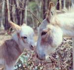 Donkey Tales Farm Cottages - Australian Destinations