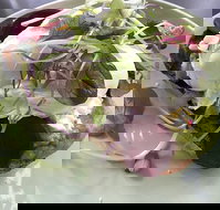 Public - Australian Destinations