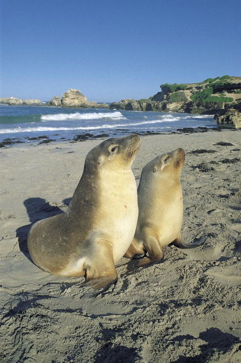 Kangaroo Island Seafront - Australian Destinations 40