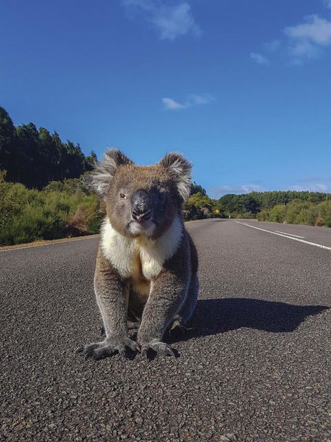 Kangaroo Island Seafront - Australian Destinations 14