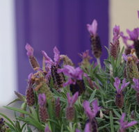 The Purple Door on Seaview - Australian Destinations