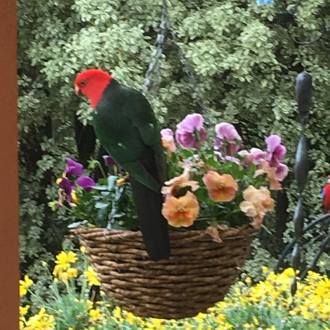 The Best Exotic Magnolia Cottage - Australian Destinations 32