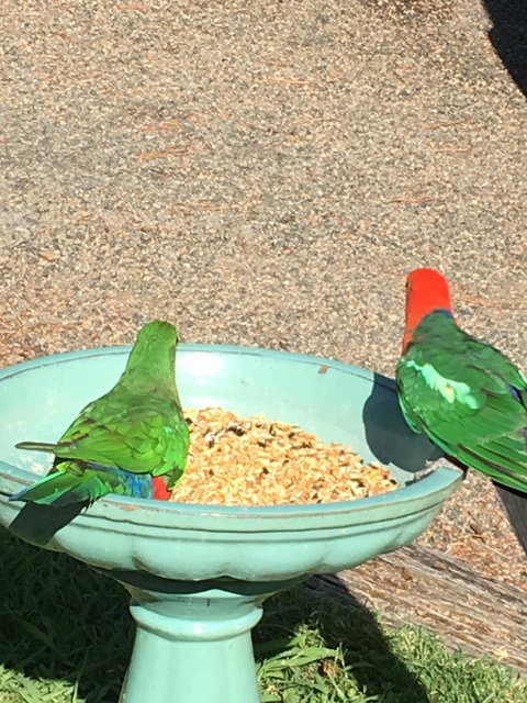 The Best Exotic Magnolia Cottage - Australian Destinations 12