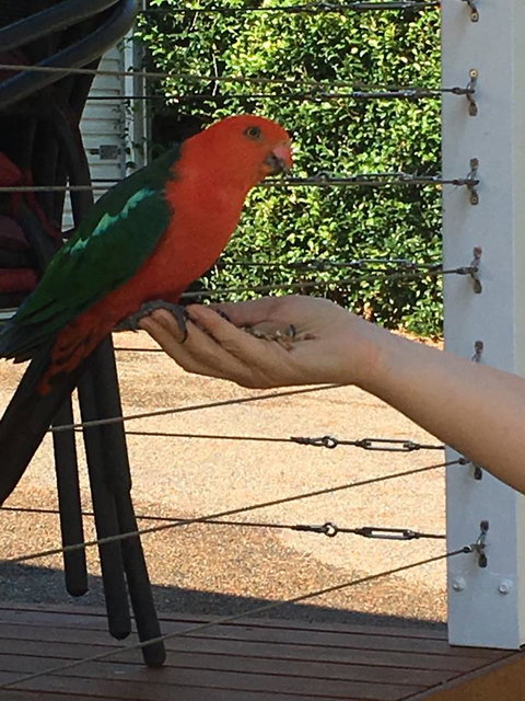 The Best Exotic Magnolia Cottage - Australian Destinations 13