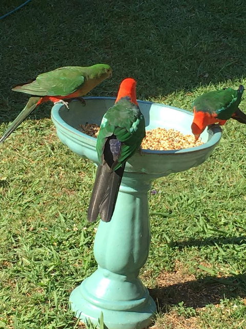 The Best Exotic Magnolia Cottage - Australian Destinations 10