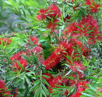 Bottlebrush B  B - Australian Destinations