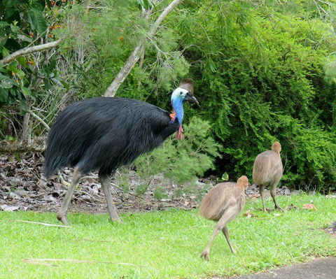 Daintree Rainforest Bungalows - Australian Destinations 3