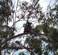 Escape to the Country - Enjoy the firepit or explore magical Bunya Mountains - Australian Destinations