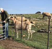 Gilgraves Vineyard Farmstay - Australian Destinations