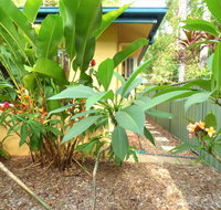 Rainforest Cottage Cairns - Australian Destinations