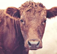 Redwing Farm Stay - Australian Destinations