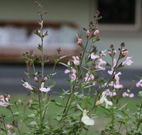 Serendipity on Allyn - Australian Destinations