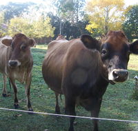 Drumreagh Bed  Breakfast Cabins - Australian Destinations