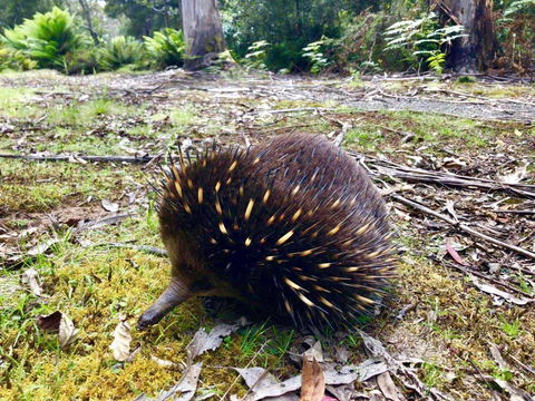 Lemonthyme Wilderness Retreat - Australian Destinations 13
