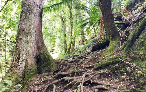 Lemonthyme Wilderness Retreat - Australian Destinations 23