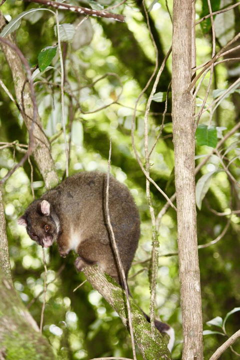 Lemonthyme Wilderness Retreat - Australian Destinations 26