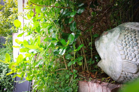 Capella Villa No. 4 - Stunning Luxury Decor Inside And Out - Australian Destinations 15