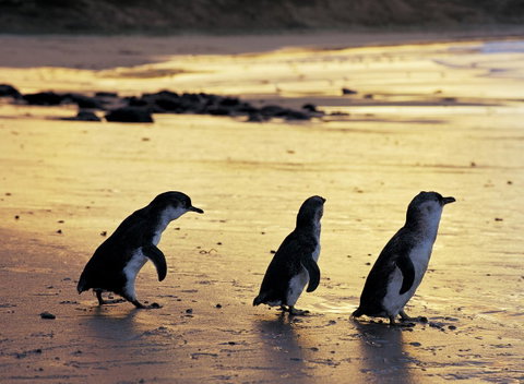 Cottages For Two - Australian Destinations 10