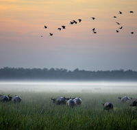 Bamurru Plains - Australian Destinations