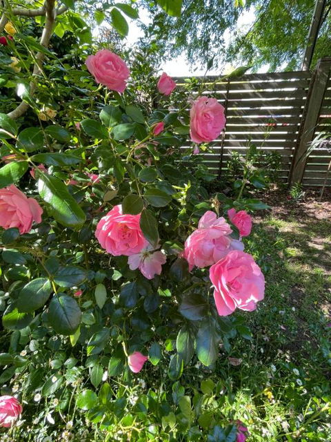 Rosehaven On Rosebud - Australian Destinations 1