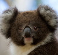 Bimbi Park - Camping Under Koalas - Australian Destinations