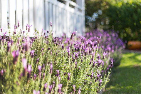 BIRCHES B&B - Australian Destinations 3