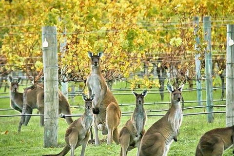 Three Day Charter Margaret River Region (inbound Melbourne Travelers) - Australian Destinations 5