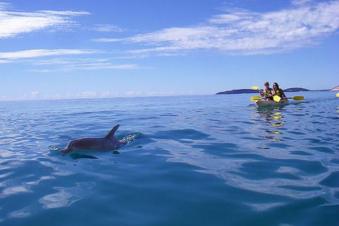 Kayak With Dolphins And 4WD Great Beach Drive Day Trip From Noosa - Australian Destinations 2